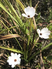 Dimorphotheca pluvialis