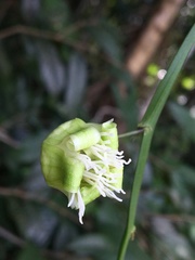 Passiflora misera