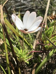 Dimorphotheca pluvialis