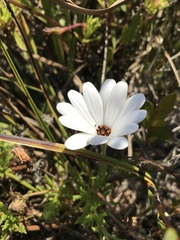 Dimorphotheca pluvialis