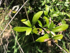 Alectryon diversifolius