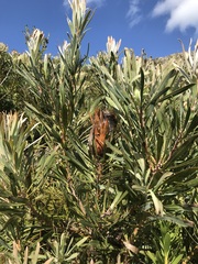 Protea longifolia