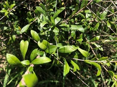 Alectryon diversifolius