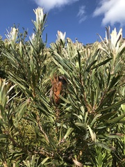 Protea longifolia