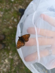Boloria pales