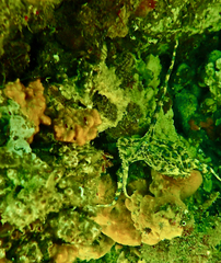 Hapalochlaena maculosa