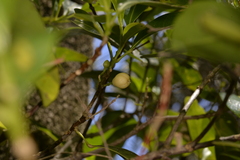 Acronychia imperforata