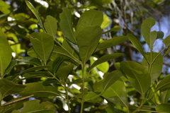 Acronychia imperforata