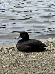 Aythya novaeseelandiae
