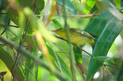 Phylloscopus ricketti