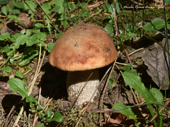 Leccinum insigne