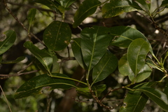 Acronychia imperforata