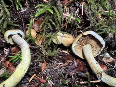 Gymnopilus punctifolius