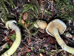 Gymnopilus punctifolius