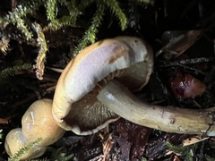 Gymnopilus punctifolius