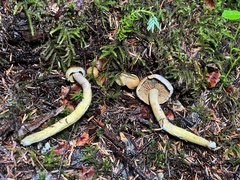 Gymnopilus punctifolius