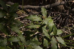 Notelaea longifolia