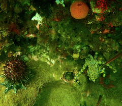 Hapalochlaena maculosa