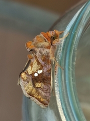 Chrysodeixis chalcites