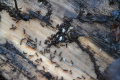 Platyarthrus hoffmannseggii