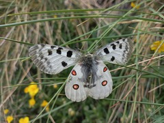Parnassius apollo