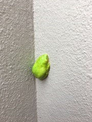 Hyperolius tuberilinguis