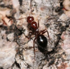 Camponotus lateralis