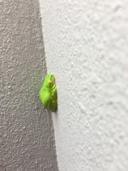 Hyperolius tuberilinguis