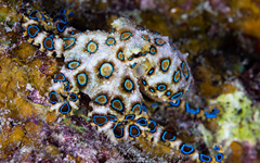 Hapalochlaena lunulata