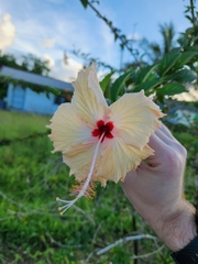 Hibiscus rosa-sinensis