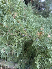 Platycladus orientalis