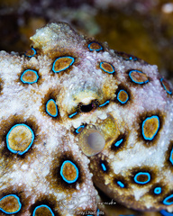 Hapalochlaena lunulata