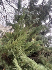 Platycladus orientalis