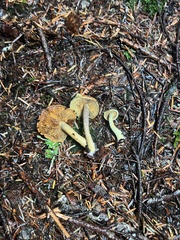 Gymnopilus punctifolius