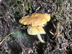 Gymnopilus punctifolius