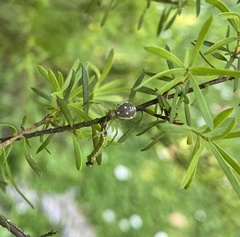 Diaea