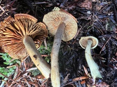 Gymnopilus punctifolius