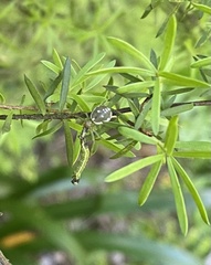 Diaea