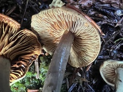 Gymnopilus punctifolius