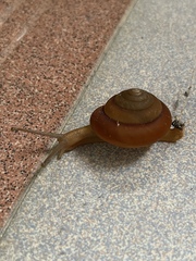 Quantula striata
