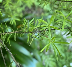 Diaea