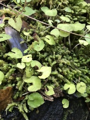 Acianthus sinclairii