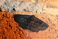 Melanodes anthracitaria