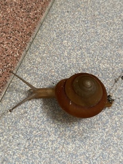 Quantula striata