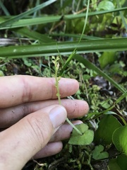Acianthus sinclairii