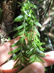 Tmesipteris