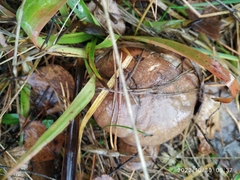 Suillus luteus