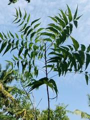 Azadirachta indica