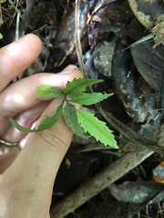 Elaeocarpus dentatus