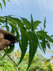 Azadirachta indica